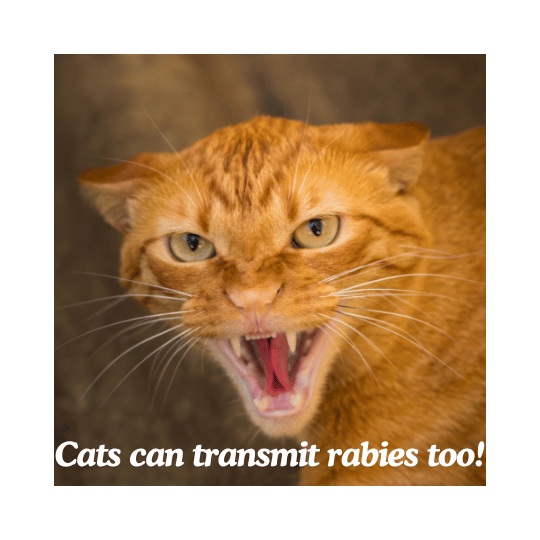 cats can transmit rabies too